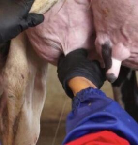 Coleta de leite para cultura microbiológica