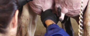 Coleta de leite para cultura microbiológica