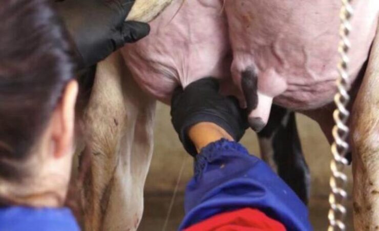 Coleta de leite para cultura microbiológica