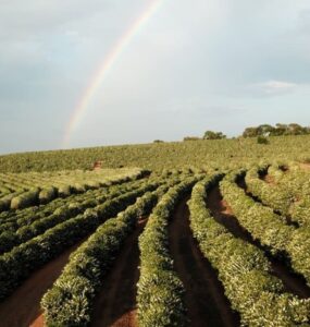 Influência do clima na produção de café