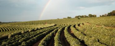 Influência do clima na produção de café