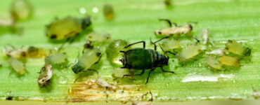 Pulgão do milho