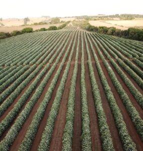 Lavoura de café no ano de alta produção