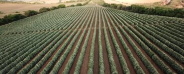 Lavoura de café no ano de alta produção