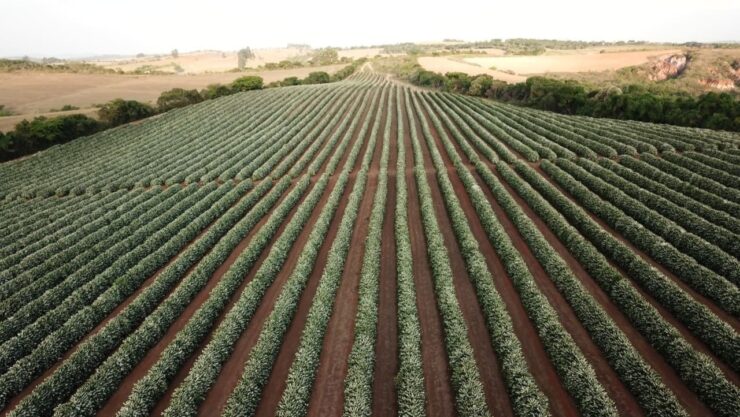 Lavoura de café no ano de alta produção