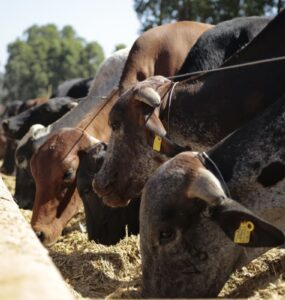 Bovinos leiteiros se alimentando com dieta de qualidade