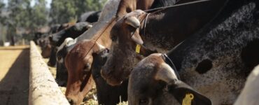 Bovinos leiteiros se alimentando com dieta de qualidade