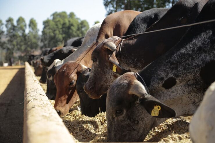 Bovinos leiteiros se alimentando com dieta de qualidade