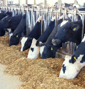 Vacas leiteiras alimentando com silagem