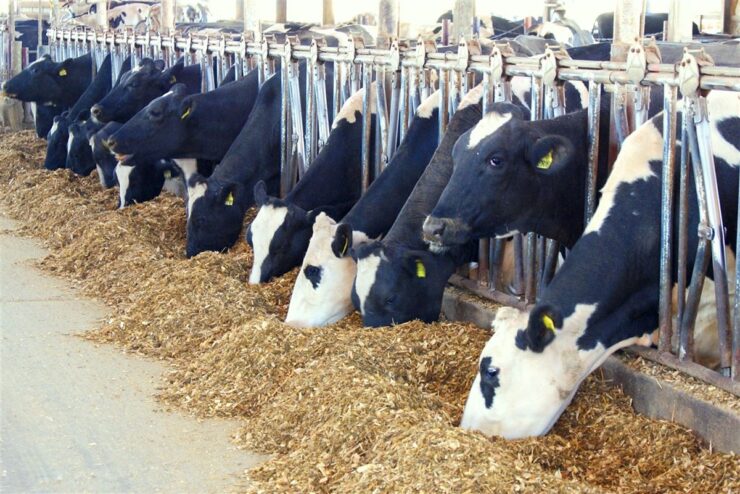 Vacas leiteiras alimentando com silagem