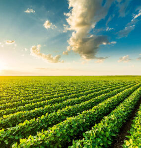 Produção de grãos na agricultura sustentável
