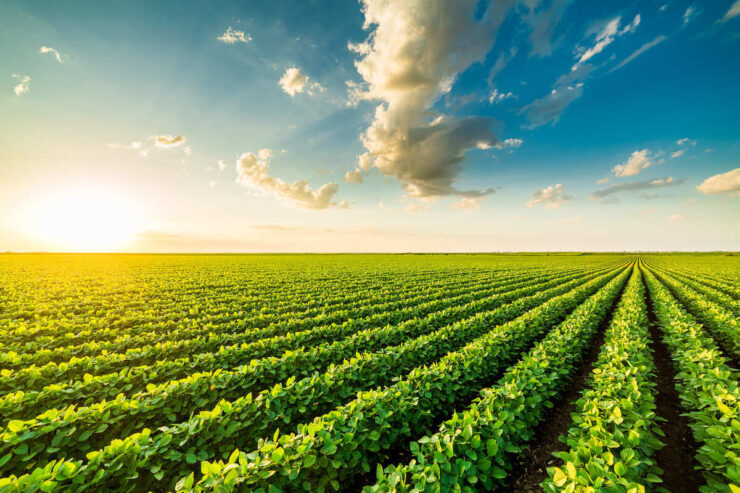 Produção de grãos na agricultura sustentável