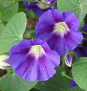 Planta daninha - Corda-de-viola