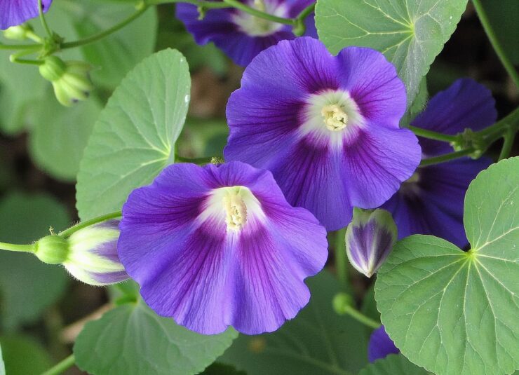 Planta daninha - Corda-de-viola