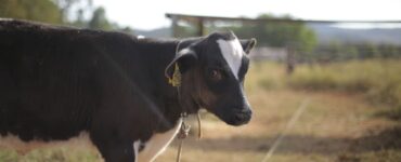 Bezerra leiteira em uma área de pasto