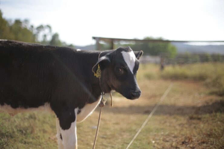 Bezerra leiteira em uma área de pasto