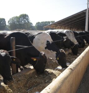 Vacas leiteiras se alimentando em um cocho