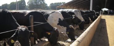 Vacas leiteiras se alimentando em um cocho