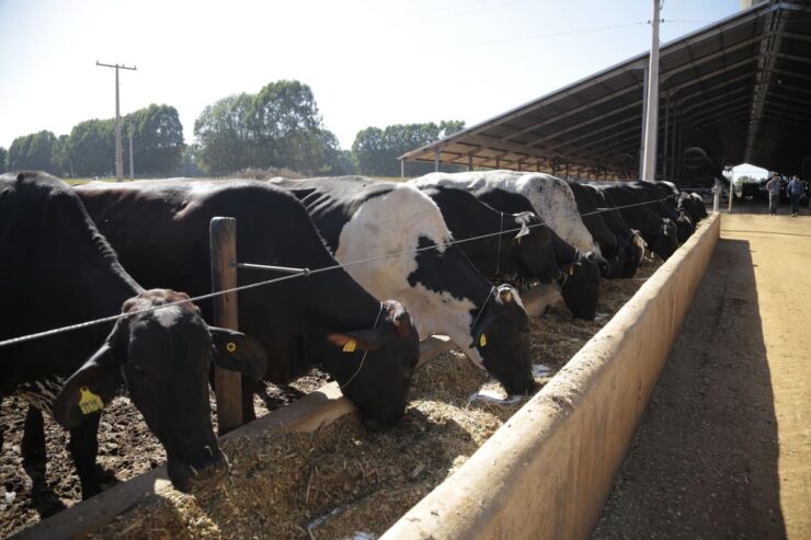 Vacas leiteiras se alimentando em um cocho