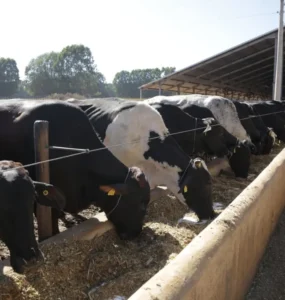 Vacas leiteiras se alimentando em um cocho