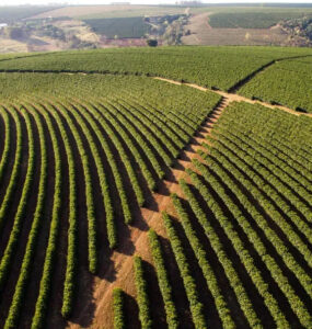 Lavoura de café