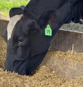 Vaca leiteira se alimentando
