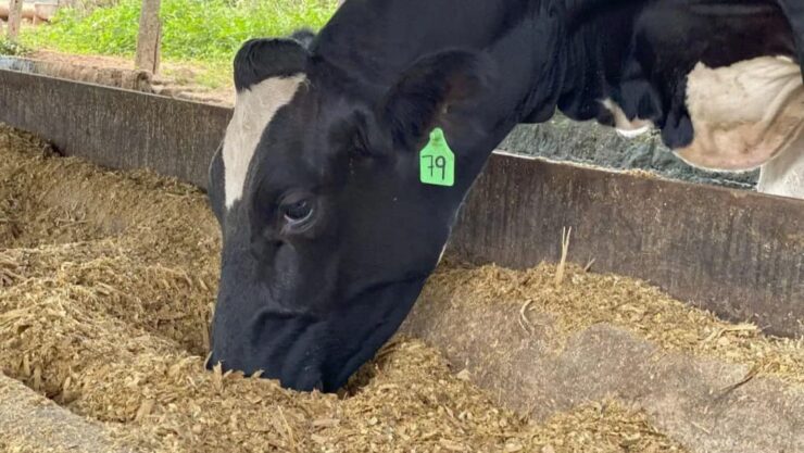 Vaca leiteira se alimentando
