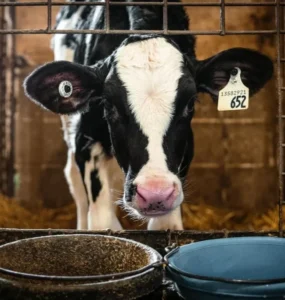 Vaca leiteira recebendo alimentação