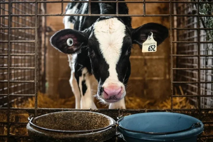 Vaca leiteira recebendo alimentação
