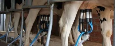 Ordenha sendo feita em vacas leiteiras