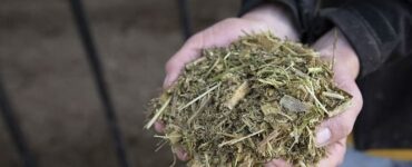 Fibra fisicamente efetiva para vacas leiteiras