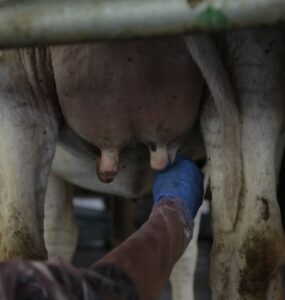 Prevenção da mastite bovina