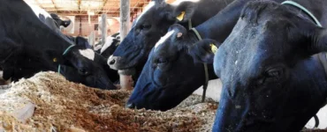 Uso de cevada na dieta de vacas leiteiras