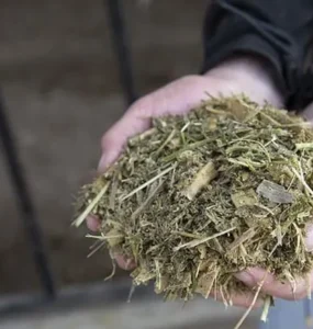 Fibra fisicamente efetiva para vacas leiteiras