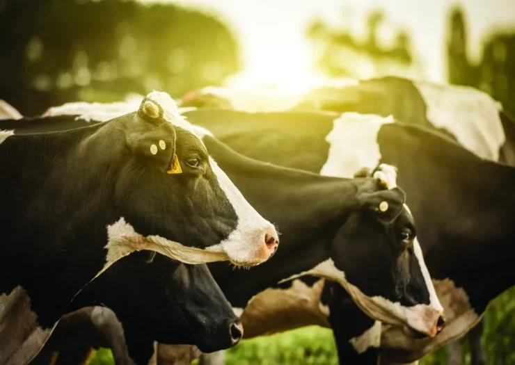 Vacas leiteiras em primeiro plano, com reflexo do sol ao fundo