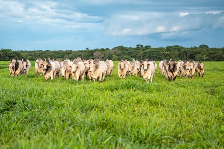 Bovinos de corte em uma pastagem