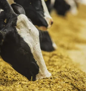 Vacas leiteiras se alimentando