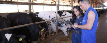 Pessoas em uma fazenda leiteira analisando dados