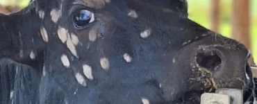 Bezerra leiteira com dermatofitose