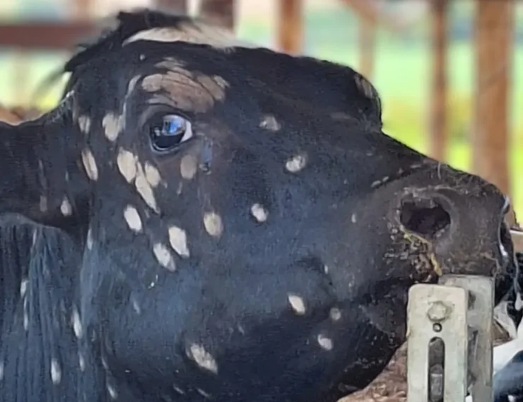 Bezerra leiteira com dermatofitose