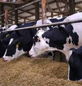Vacas leiteiras se alimentando em uma fazenda