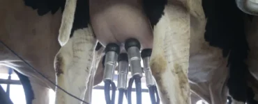 Vaca sendo ordenhada em fazenda leiteira