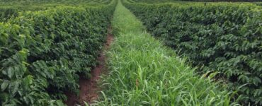 Lavoura de café com planta de cobertura nas entrelinhas