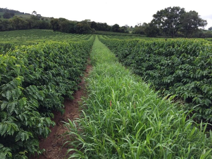 Lavoura de café com planta de cobertura nas entrelinhas