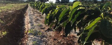 Lavoura de café recebendo calagem