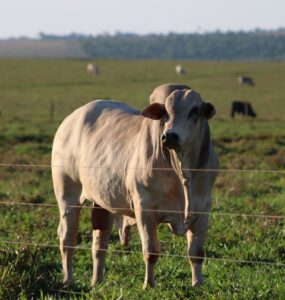 Bovino de corte em uma propriedade de pecuária de corte
