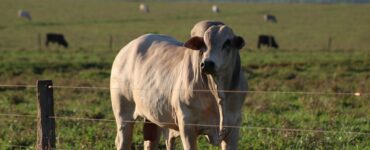Bovino de corte em uma propriedade de pecuária de corte