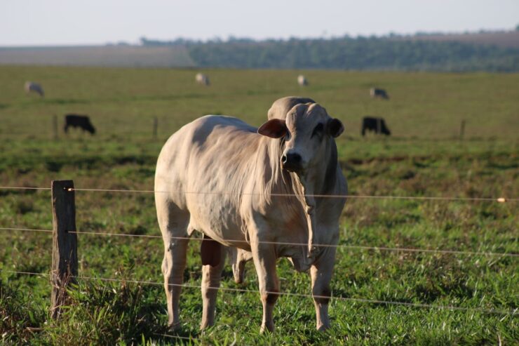Bovino de corte em uma propriedade de pecuária de corte