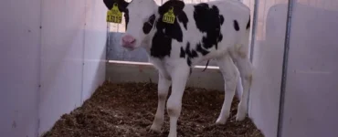 Bezerra leiteira em uma casinha