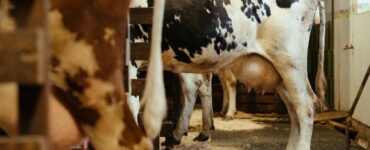 Vaca leiteira com úbere cheio em uma fazenda